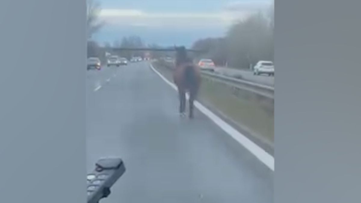 Po dálnici D2 u Bratislavy běžel kůň